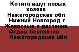 Котята ищут новых хозяев - Нижегородская обл., Нижний Новгород г. Животные и растения » Отдам бесплатно   . Нижегородская обл.